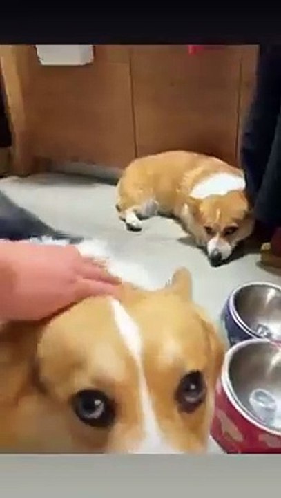 The World of Playful Pups - Episode 64