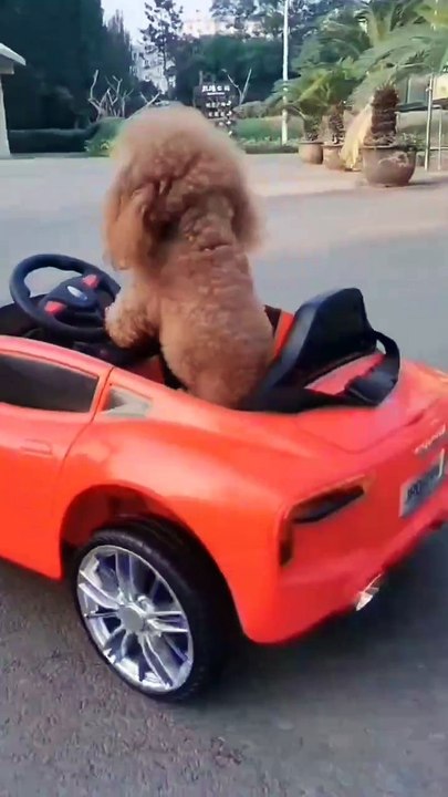 Have you ever seen a dog that can drive a car and dance?