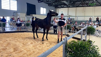 Colt bought for $3200 fetches top money at 2025 Capricornia Yearling Sale