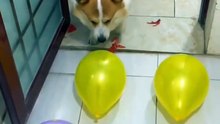 The master designed a very difficult balloon game for his puppy, but it didn't beat the clever puppy.