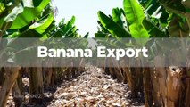 Banana Export Trends Tariffs, Prices, and Production by Country
