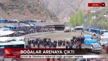Artvin’de ilkbaharın habercisi boğa güreşleri başladı