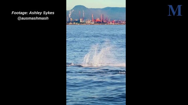 False killer whales | April 14, 2025 | Illawarra Mercury