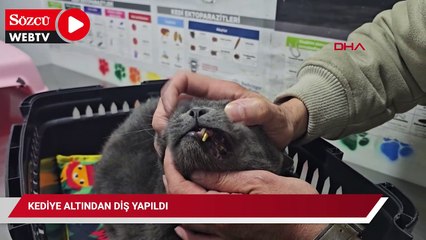 Türkiye'de bir ilk! Kedinin tek bir dişi için 6 bin lira harcadı