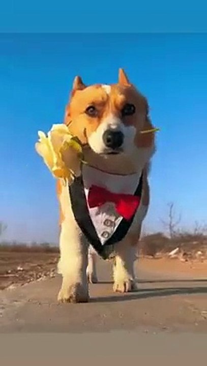 The World of Playful Pups - Episode 65