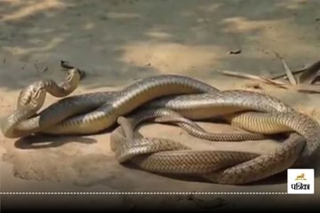 नाग-नागिन की प्रेम लीला