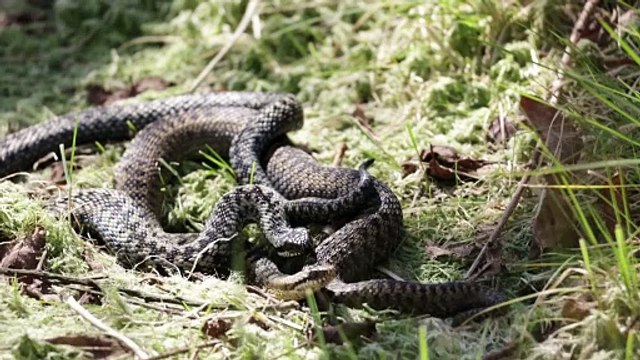 Rare footage of adders mating gets interrupted - turns into a brawl