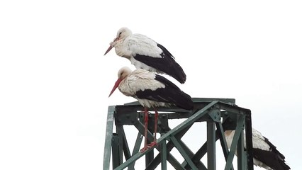 Las cigüeñas descansan en Antondengi y el Polígono 27 en su ruta hacia el Este