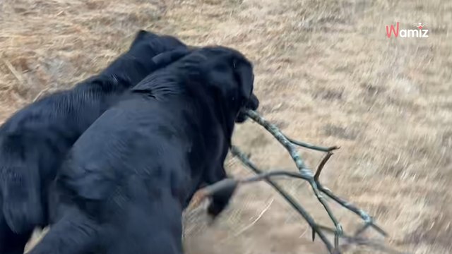 Deux chiens trouvent un bâton géant en même temps : 385K internautes retiennent leur souffle (vidéo)