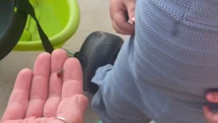 Baby gets introduced to a ladybug and immediately wants to eat it