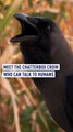 Chatterbox crow goes viral thanks to sudden linguistic talent in rural India