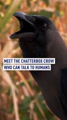 Chatterbox crow goes viral thanks to sudden linguistic talent in rural India