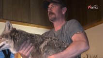 Il rentre chez lui avec un coyote et le présente à son chat : 11 millions de personnes sont choquées