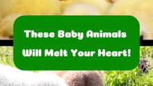 These Baby Animals Will Melt Your Heart! - Short
