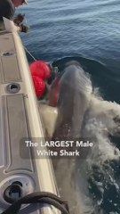El monstruo marino ha sido grabado: muestra al tiburón blanco macho más grande avistado en el Atlántico