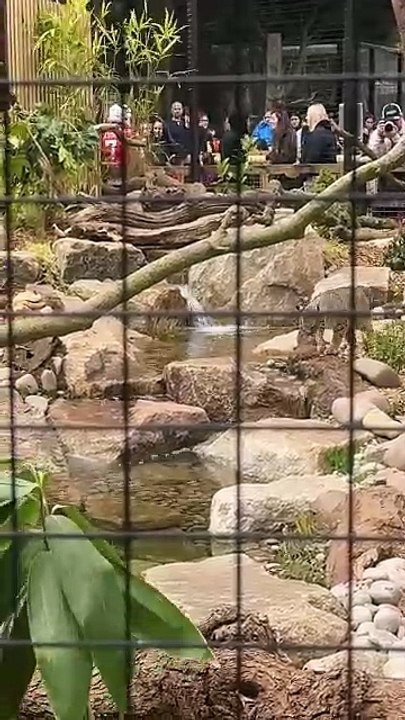 Bournemouth Bobcats American football team officially opened a bobcat enclosure at Tropiquaria Zoo, filmed by DU Waterscapes, which helped to build it.