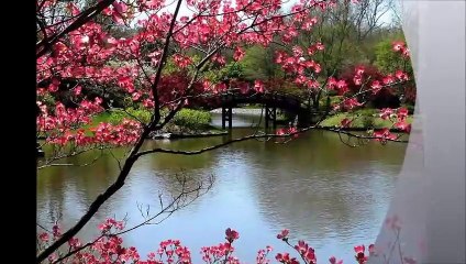 Fatma Şenol - Sevgisiz Yok Ettin Beni