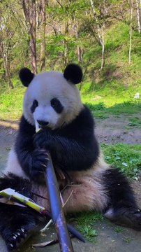 4- Why Do Pandas LOVE Bamboo THIS Much? 😳 The Secret Behind Their Obsession!