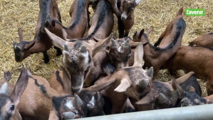 La viande de chevreaux, une nouvelle filière porteuse