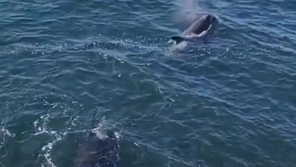 Gentleman's patience pays off as he finally sees a pod of orcas up close