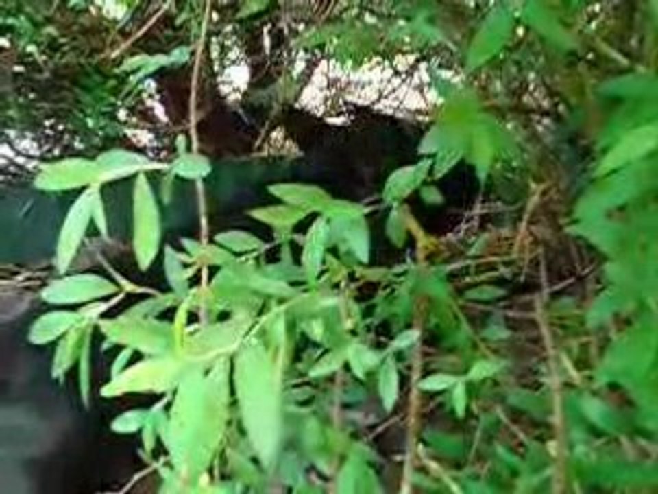 DORA dans la jungle