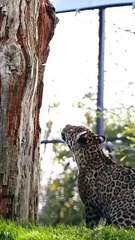 Saleemoffical presentation - Lunch and workout at the same time.#tiger