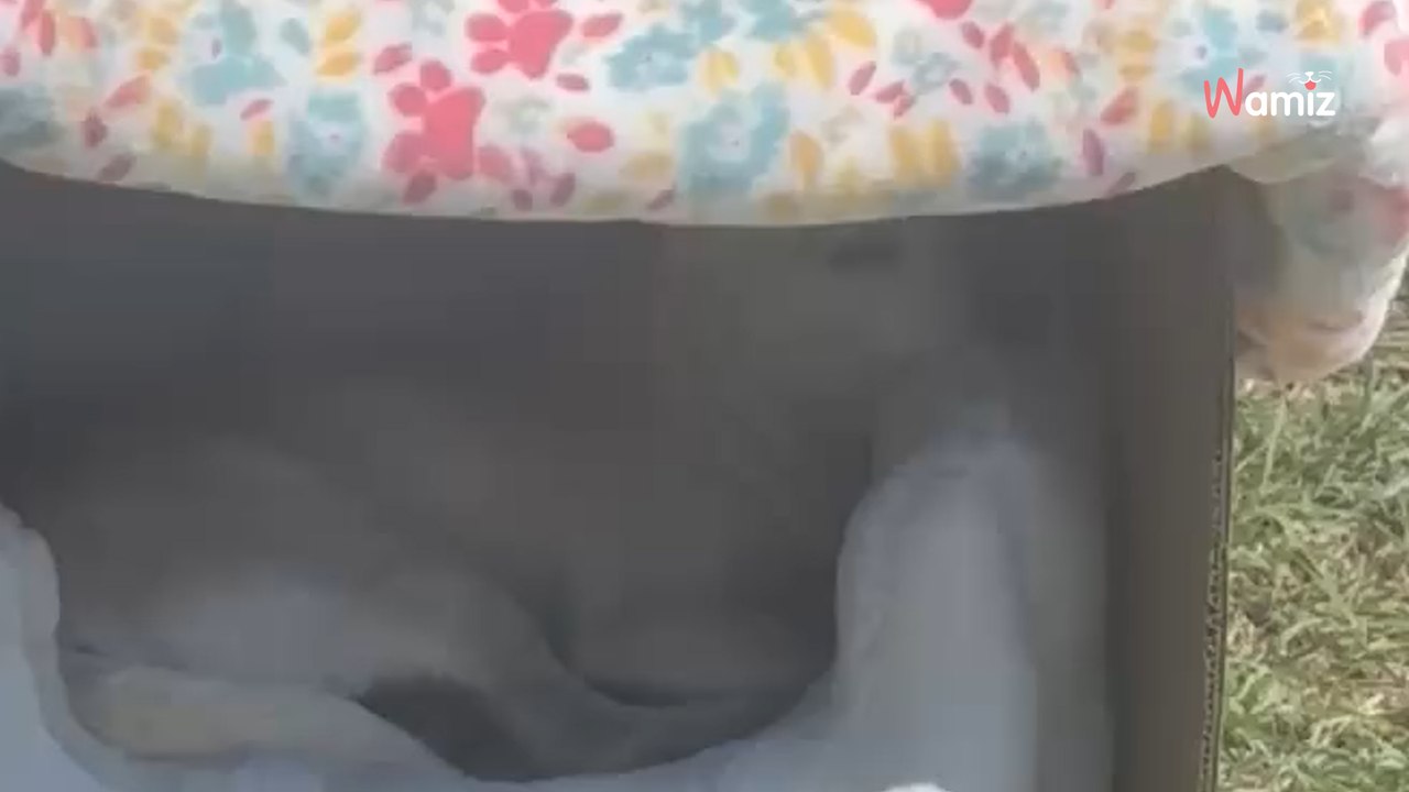 Sterta śmieci porzucona przy ulicy. Sąsiedzi nie wierzą własnym oczom, kiedy widzą, co wyrzucono