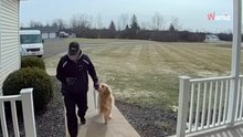 Kurier chce dostarczyć paczkę, ale golden retriever szykuje mu specjalne powitanie (video)