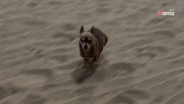 Hunde-Oma war 10 Jahre lang eingesperrt: Dann bekommt sie das Geschenk ihres Lebens (Video)