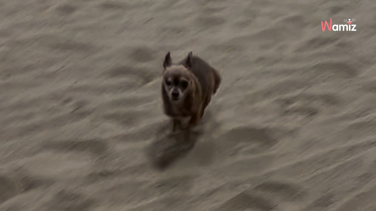 Hunde-Oma war 10 Jahre lang eingesperrt: Dann bekommt sie das Geschenk ihres Lebens (Video)