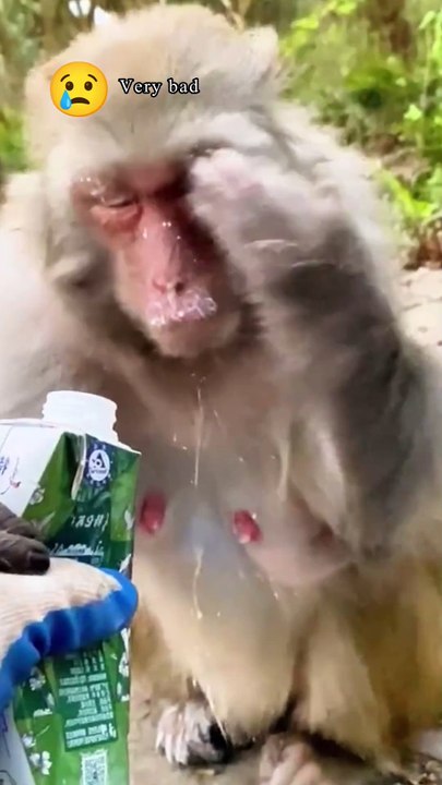 A man is throwing milk on  a monkey. 🐒 Monkey