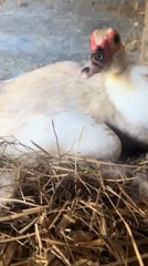 Muscovy Duck Hatches a Chicken in Unexpected Nesting Behavior