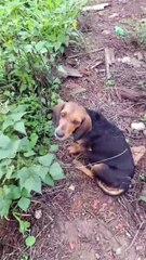 Crueldade e indiferença: ONG pede ajuda para cadela grávida abandonada em Cascavel