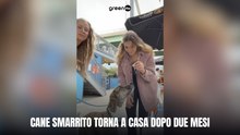 Cane smarrito torna a casa dopo due mesi