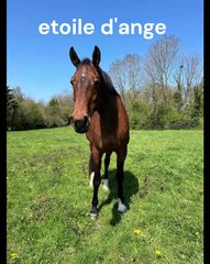 video etoile d'ange