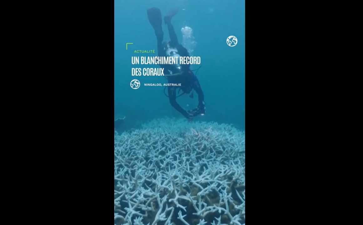 Australie: vague de chaleur marine provoque un blanchiment record des coraux