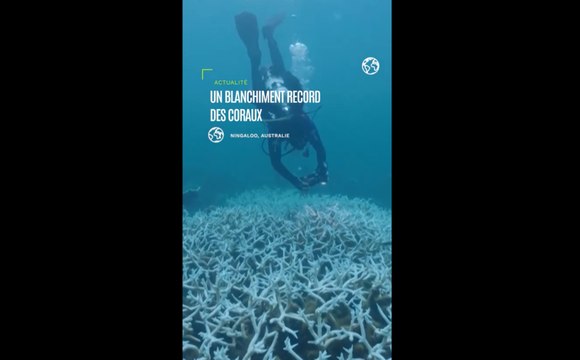 Australie: vague de chaleur marine provoque un blanchiment record des coraux