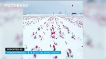 Tulip fields blooming under heavy snow! These images were taken on the Black Sea coast of Türkiye.
