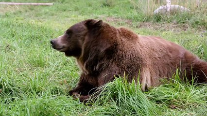 These Two Bears Are Extremely Comfortable With One Another!