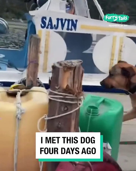 Lach dich schlapp mit Lustige Pfoten Ч. 86