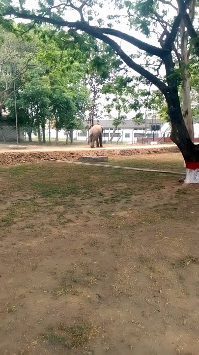 Elephant on roadside///