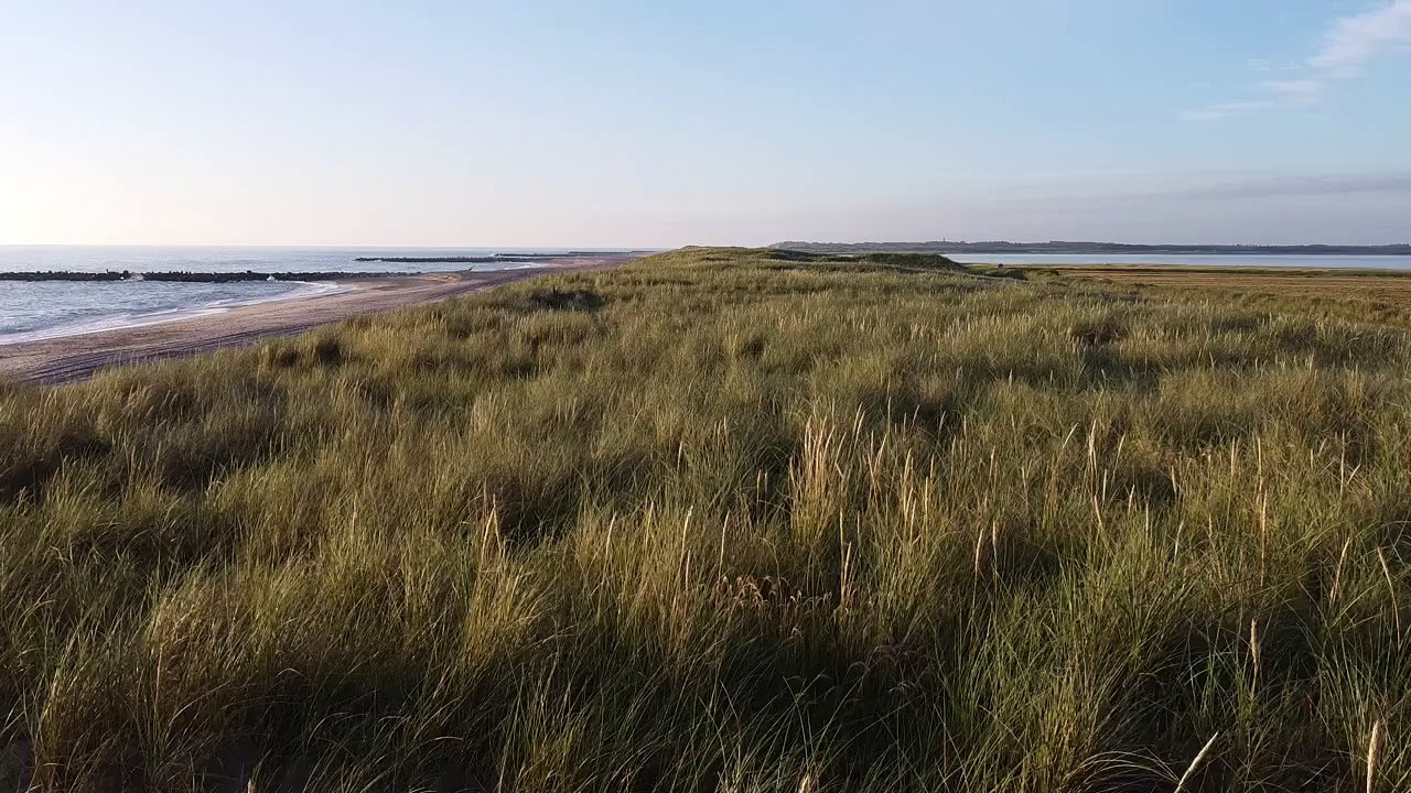 Grassy Meadow