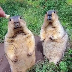 🌄**Explore the World of Marmots!**🐾 Join us on an incredible adventure