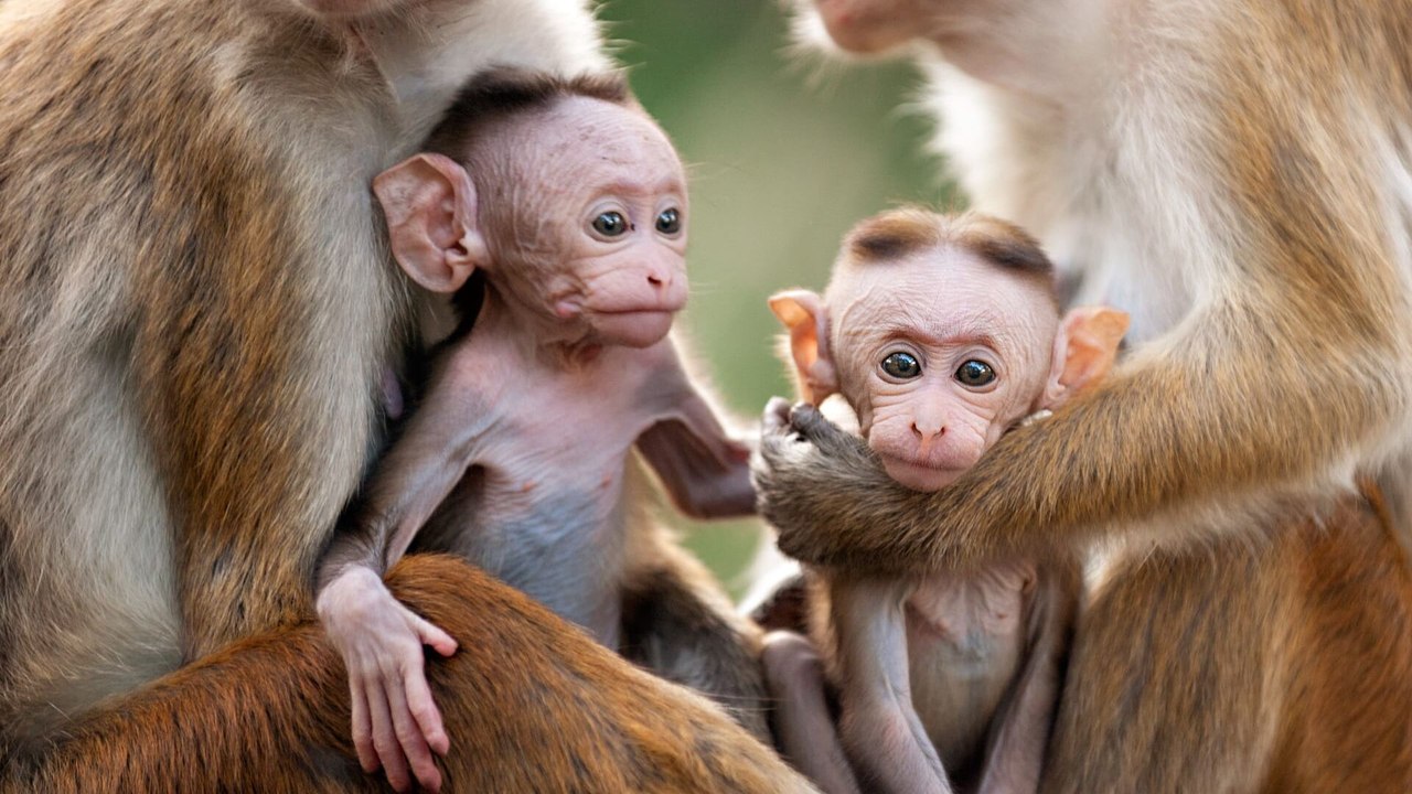Au royaume des singes