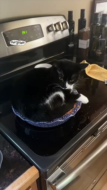 Cat ruins pie by sitting in it