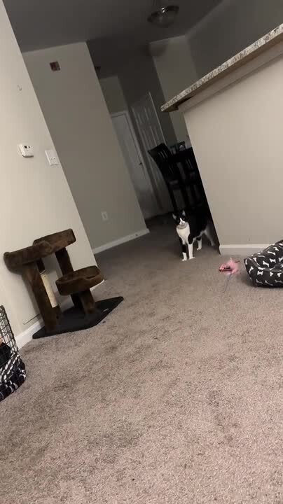 Cat Who Stomps With Excitement