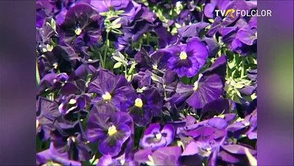 Florin Ologeanu - Prapadi-m-as ca pirul (Doi care doinesc - TVR - 2010)