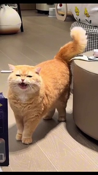 Funny Moments of Cat Bosses - Episode 1