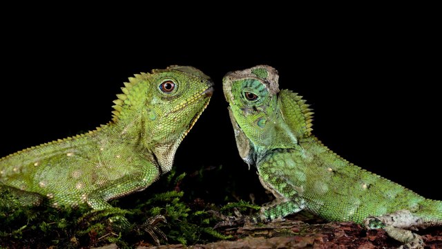 Tráfico de fauna silvestre: la ilegal práctica que se intensifica en Semana Santa