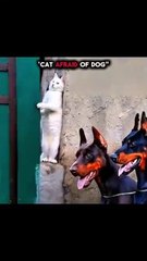 cat+afraid+of+dog+..💀🗿#cat+#trollfaceedit